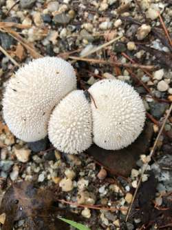 Mushroom Photo: David Porter