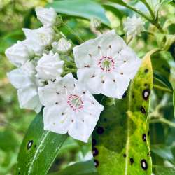 Mountain laurel Photo: Wendy Joubert