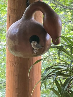 Birdnest Photo: Nancy Dennis