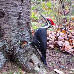 Pileated woodpecker Photo: Chantal Caron