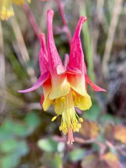 Red columbine Photo: Kirk Gentalen