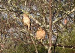 Red shouldered hawk Photo: Karinne Heise