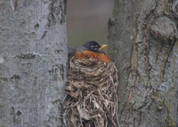 Robin Nesting Photo: Jennifer Curran-Wage