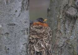 Robin Nesting Photo: Jennifer Curran-Wage