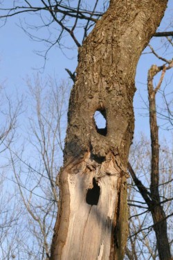 Tree holes Photo: Stephen Fox