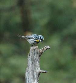 Yellow rumped warbler Photo: Barry Wicklow