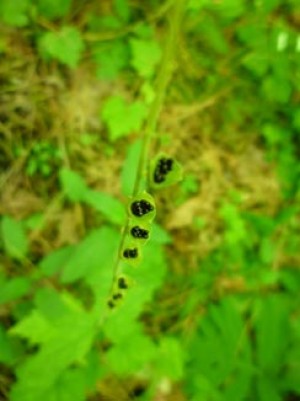 Really Tiny Bird’s Nests? thumbnail