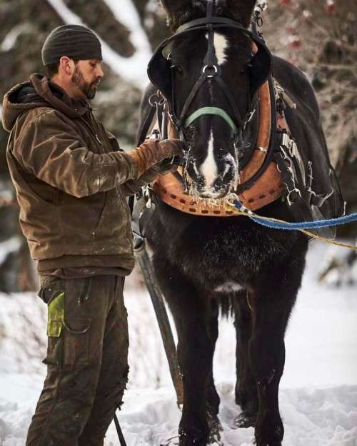 Horse logging