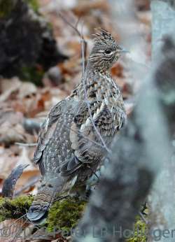 Ruffed grouse Photo: Peter Hollinger