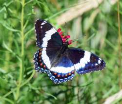 White admiral Photo: Caroline Tricker