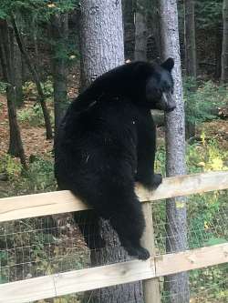 Bear on fence Photo: Ann Robin