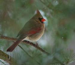 Beautiful Cardinal Photo: Bonnie Monzeglio