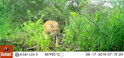 Lessons From Professor Bobcat Photo: Eric Aldrich