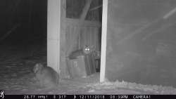 Barn Cats Photo: Dave Mance III