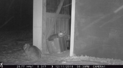 Barn Cats Photo: Dave Mance III