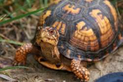 Box turtle Photo: Tom Grett