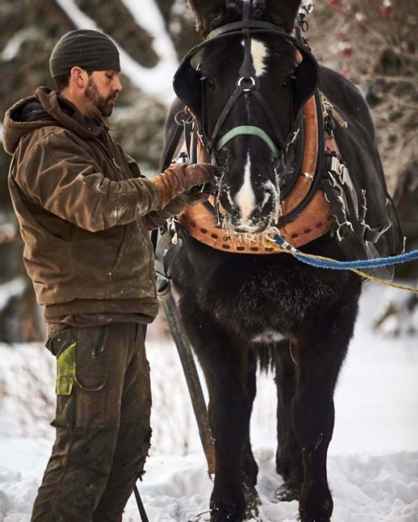 Horse Logging with Brad Johnson