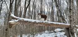 Brave dog Photo: Susan Lichty