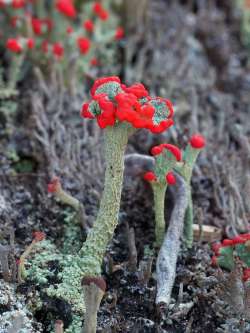 British soldier lichen Photo: Charlie Schwarz