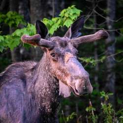 Bull moose Photo: Sandy Dannis