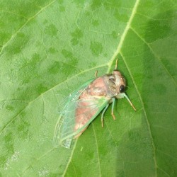 Cicada on leaf Photo: Sally Cornwell