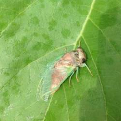 Cicada on leaf Photo: Sally Cornwell