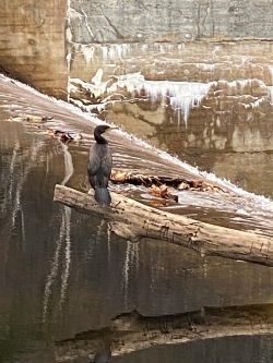 Cormorant Photo: Jeannie Tardif