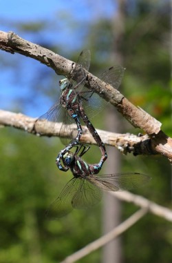 Mating dragonflies Photo: Julie Acker