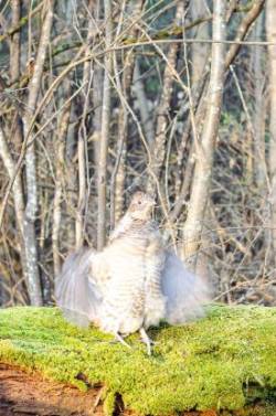 Drumming Grouse Photo: David Hobson