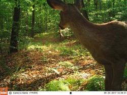 Whitetail Behavior and Physiology Photo: Northern Woodlands