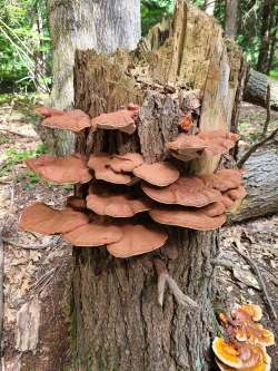 Fungi on hemlock Photo: Stephen Fox