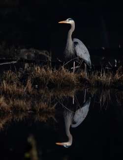 Great blue heron Photo: Jackie Robidoux