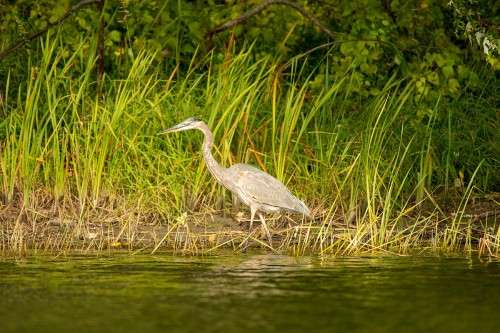 Great heron