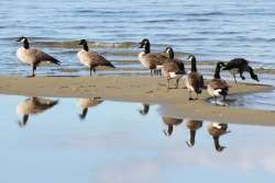 Migration Photo: Leif Tillotson