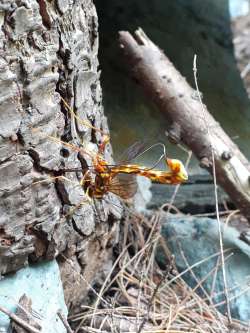 Wasp Photo: Kelly Stettner