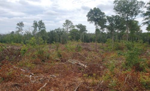 Irregular shelterwood