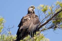 Bald eagle Photo: Nancy Nutile-McMenemy