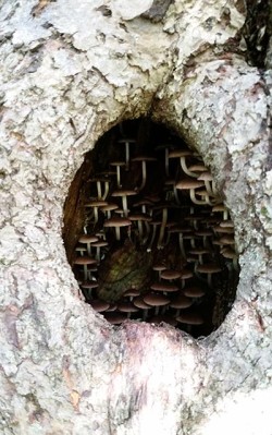 6_knothole-mushrooms.jpg