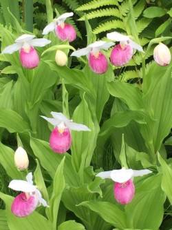 Lady Slipper Photo: Jill Herrick-Lee