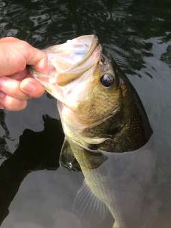 Bass Photo: Margaret Manthey