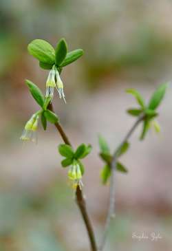 Leatherleaf Photo: Sophie Zyla