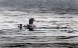 6_loon_tig_august.jpg