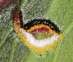 Luna Wing Photo: Peter Hollinger