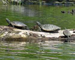 Map Turtles Photo: Sheri Larsen