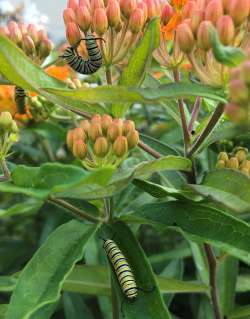 Monarch Photo: Paul Constantino