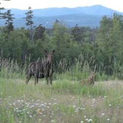 Moose Photo: AM Dannis