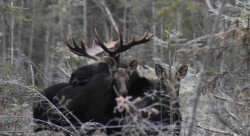 Moose Family Photo: Lonnie S Jandreau