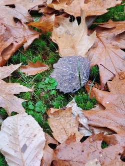 Leaves Photo: Jean Marchant