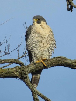 6_peregrine_falcon.jpg