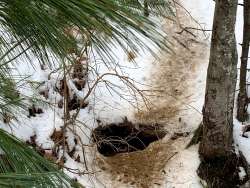 Porcupine den Photo: Karen Bruder